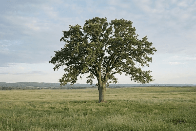 A mature tree standing in an open field.